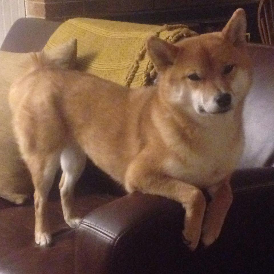 西亚卡姆45分撕裂防线 约基奇冷血绝杀掘金加时淘汰北京