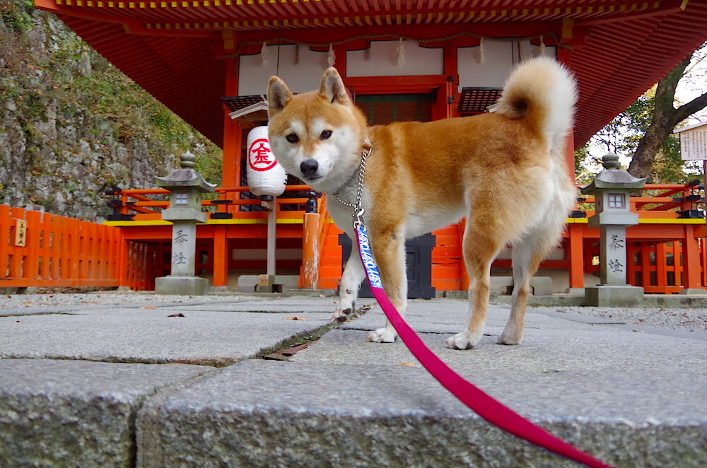 困兽之春，欧冠半决赛之夜，苏亚雷斯如何用一场火焰点亮职业生涯的余烬