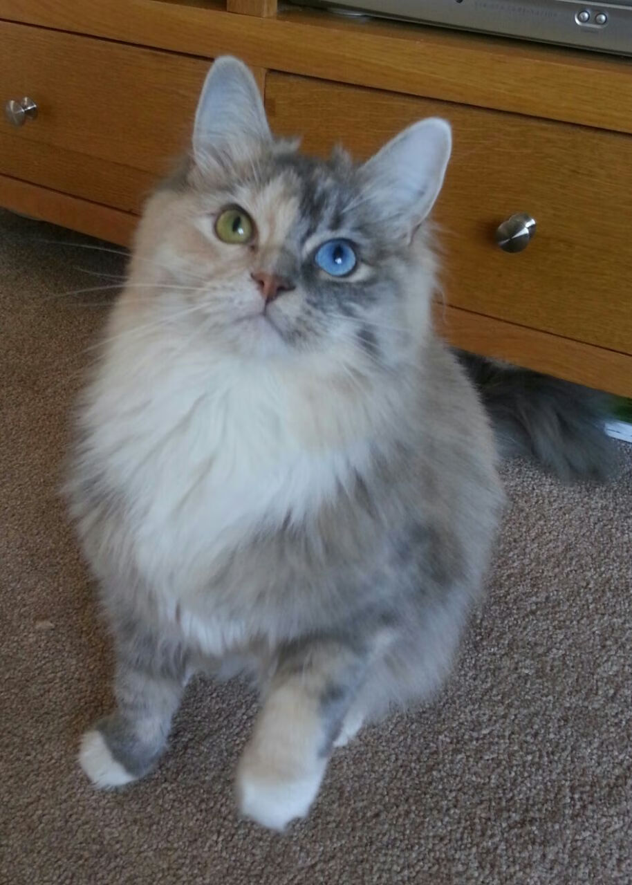 非洲雄狮的魔幻一夜，喀麦隆一波流带走蓝军，三笘薰何以成为关键先生？