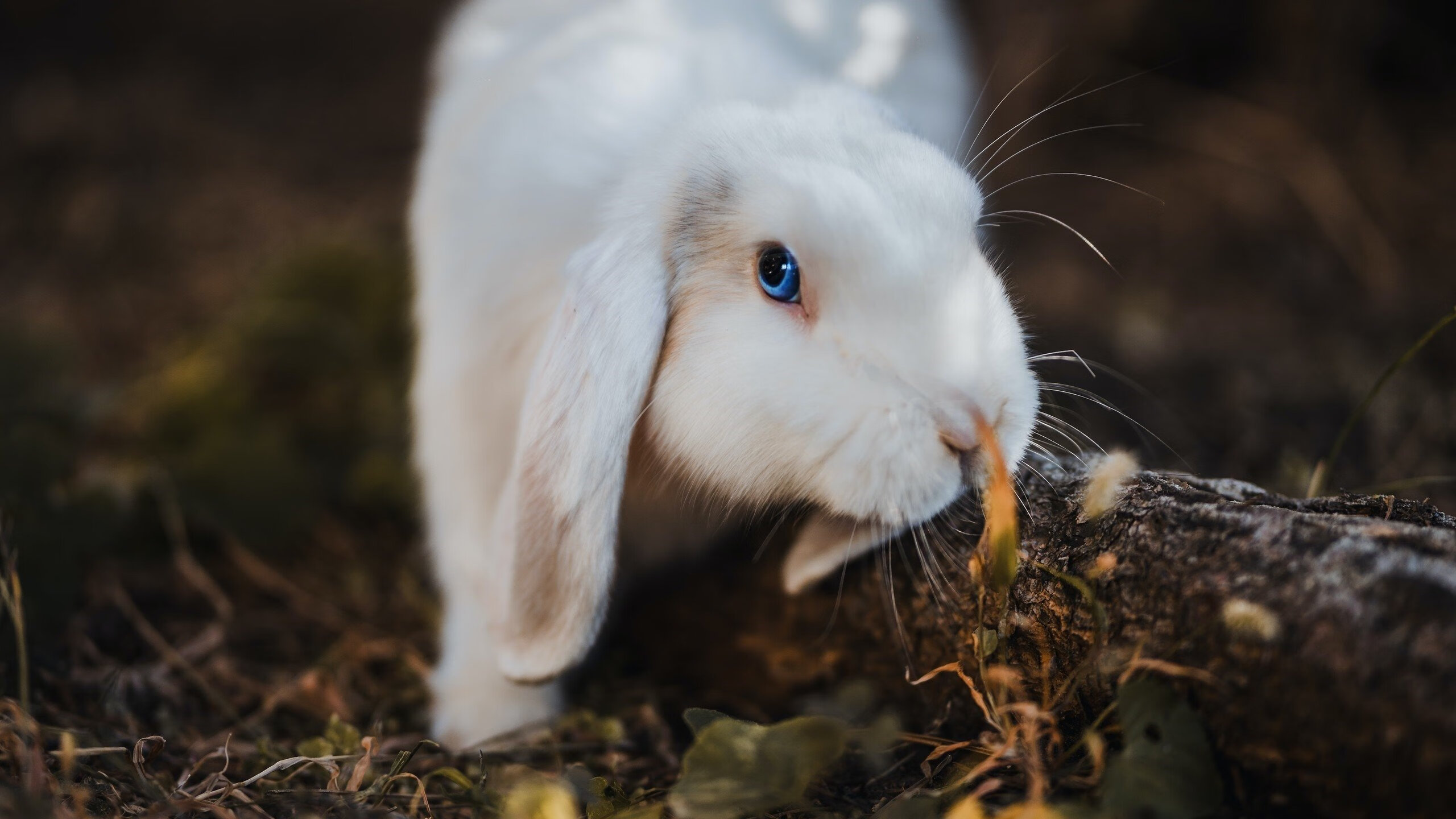 血肉风暴，当锡安在抢七夜化身毁灭飓风