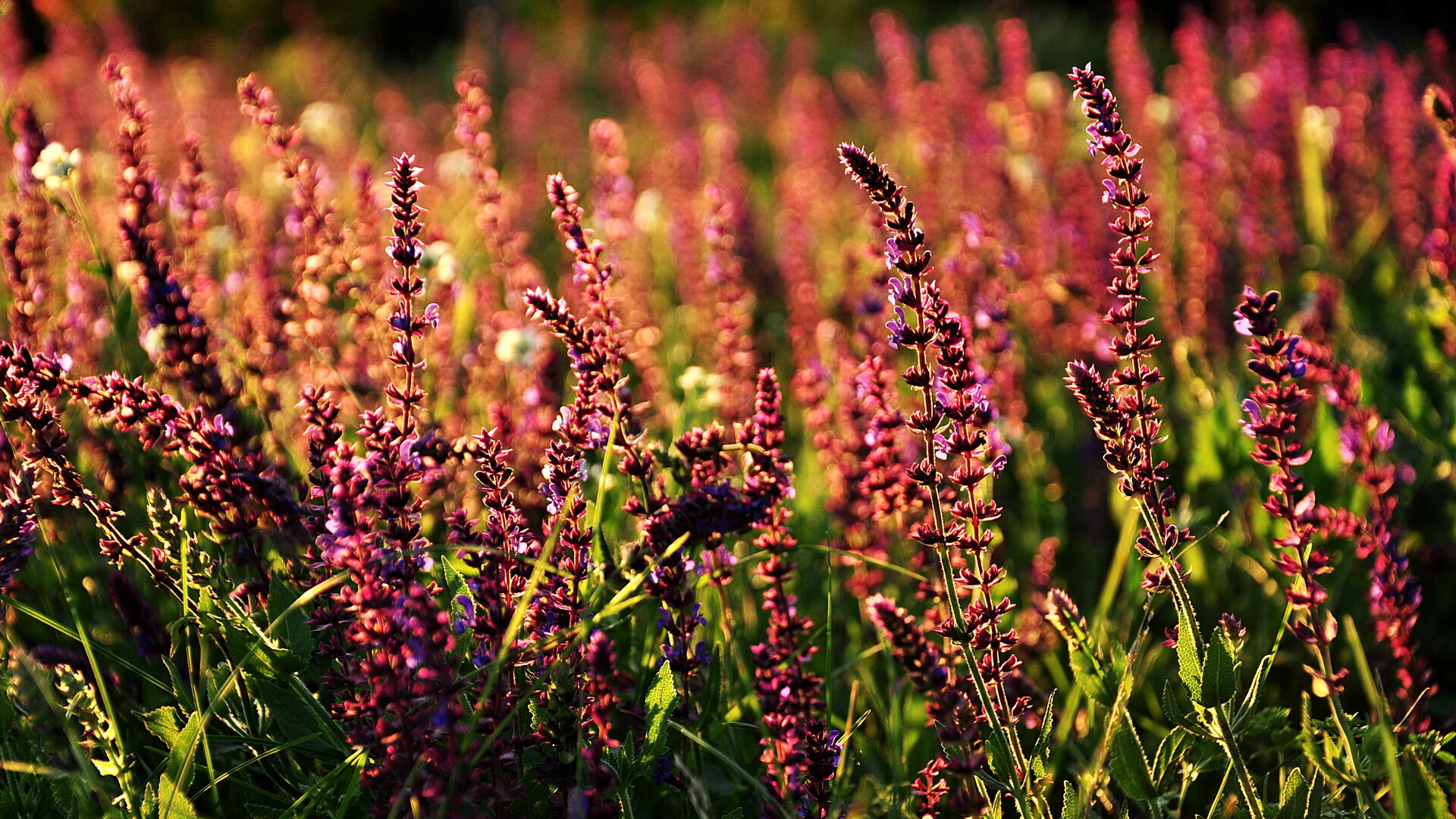 破晓双城记，当爱尔兰晋级世界杯的欢呼，与卢卡库接管奥运关键战的怒吼同时响起