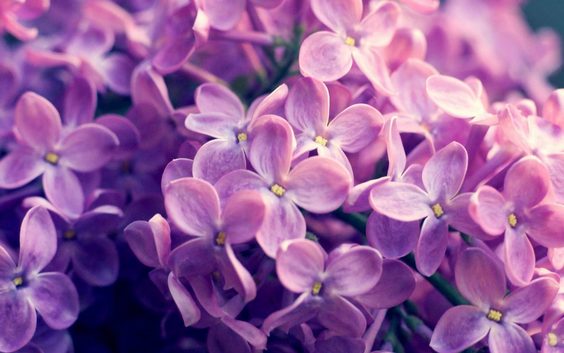 跨越太平洋的非正式对决，当浙江队邂逅费城76人，福克斯如何成为关键先生