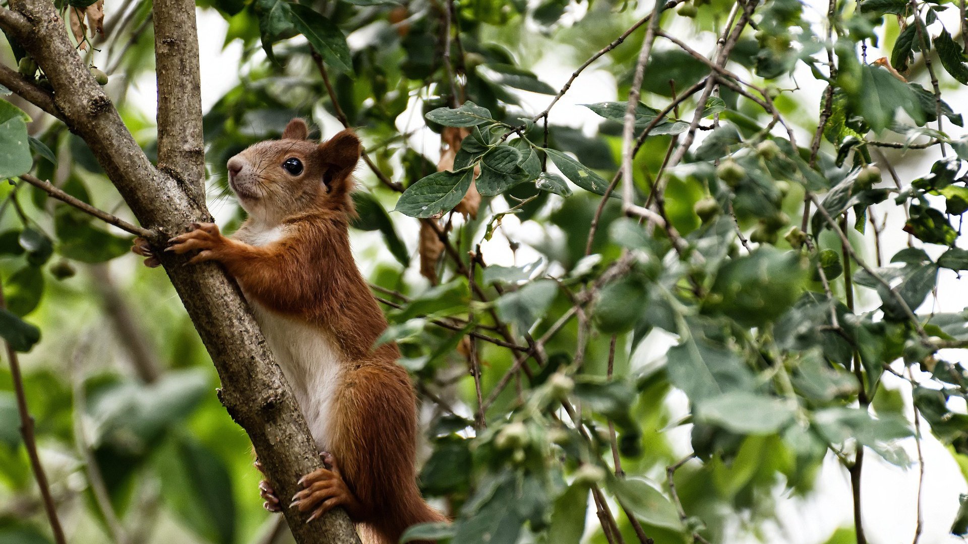 唯一性，当哥伦比亚拿下伊朗时，为何内马尔成了关键先生？
