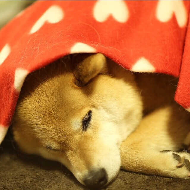 沉默火山，当哈利伯顿在勇士高压下完成心理爆破