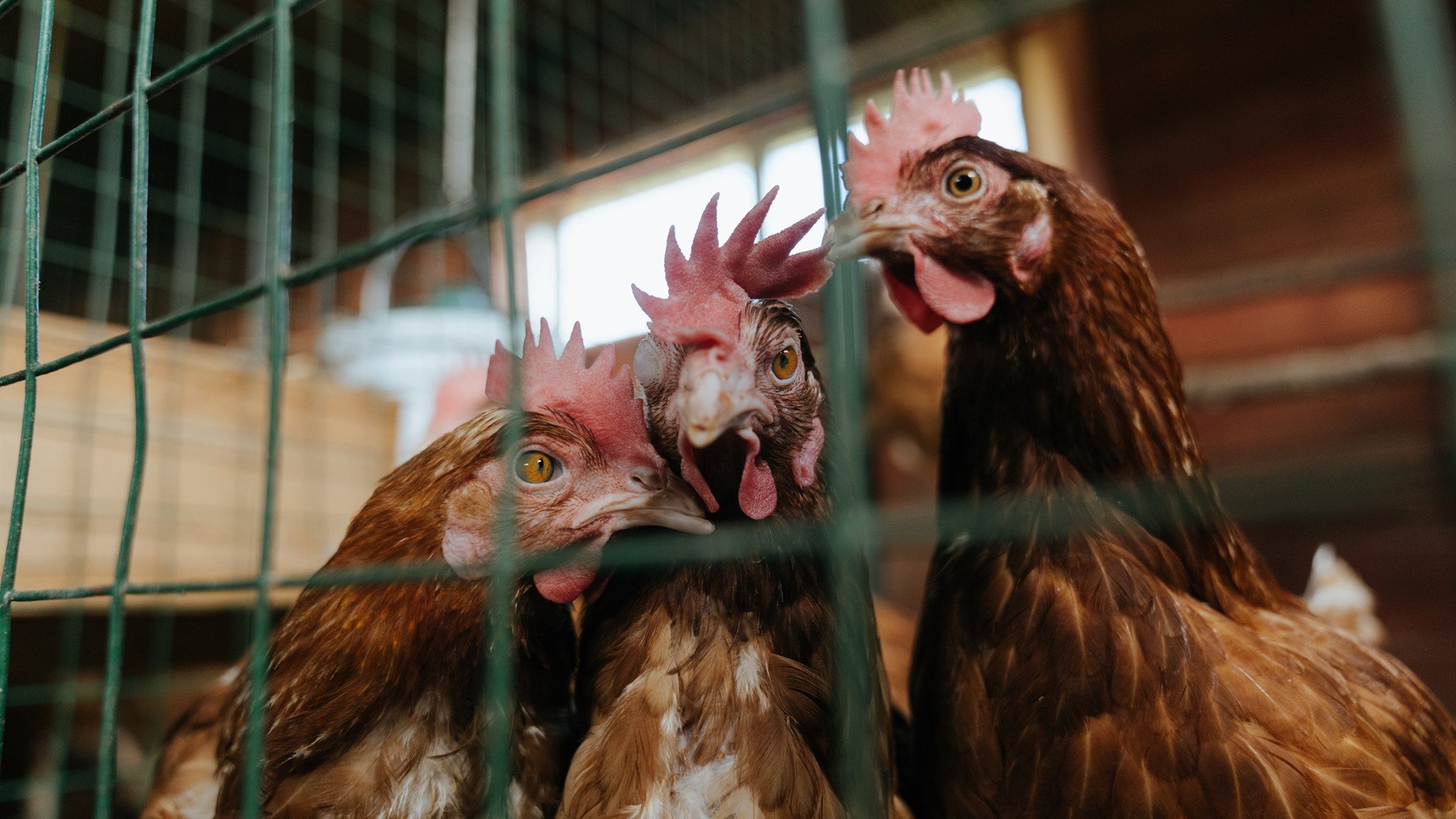 影子战争，当佩德里统治全场时，阿尔及利亚如何偷走胜利