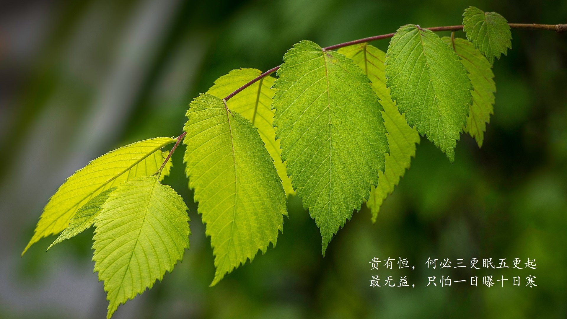 （扩展思维）